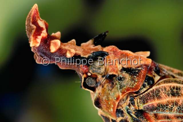 Phrictus diadema.JPG - in "Portraits d'insectes" ed. SeuilPhrictus diademaFulgorePlanthopperHemipteraFulgoridaeBresil